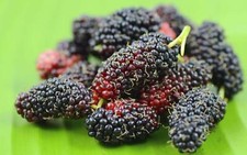 Gelso nero Morus nigra pianta