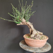 PRE BONSAI ESEMPLARE DI OLIVASTRO