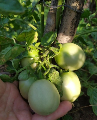 Pomodoro siccagno siciliano - pomodoro,