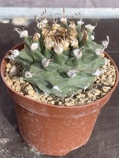 TURBINICARPUS ALONSOI OWN