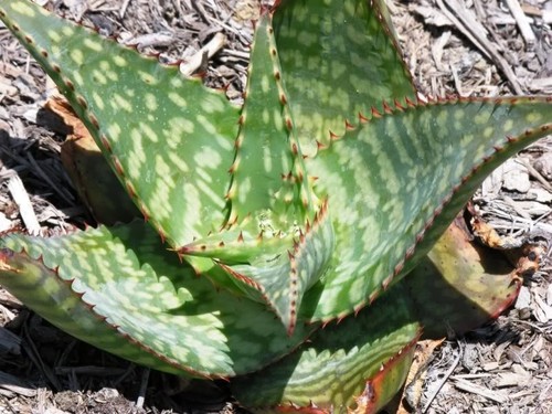 Aloe greatheaii vera - aloe,