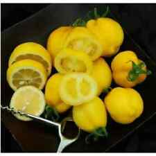 ALBERO DI POMODORO LIMONE - ALBERO DI POMODORO GIALLO, 25 semi + OMAGGIO