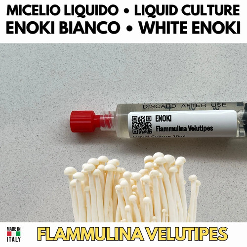Cultura liquida fungo enoki - enoki,