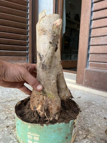 Bonsai olivastro maturo - olivastro,