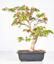 Bonsai acero ventaglio - a,
