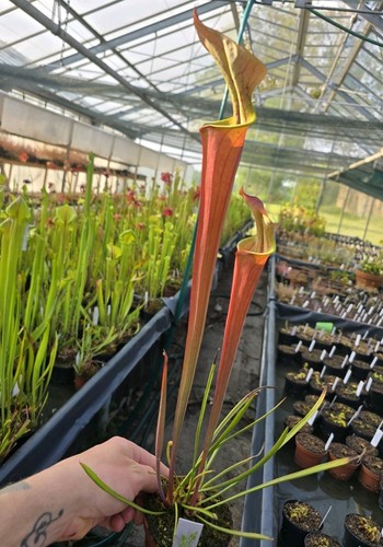 Sarracenia flava var - , atrop