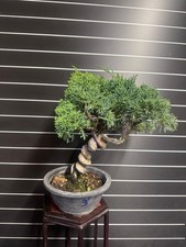 Bonsai Ginepro kishu - n3