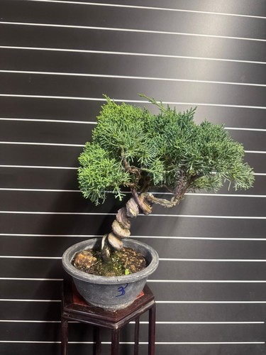 Bonsai ginepro kishu - -, n3