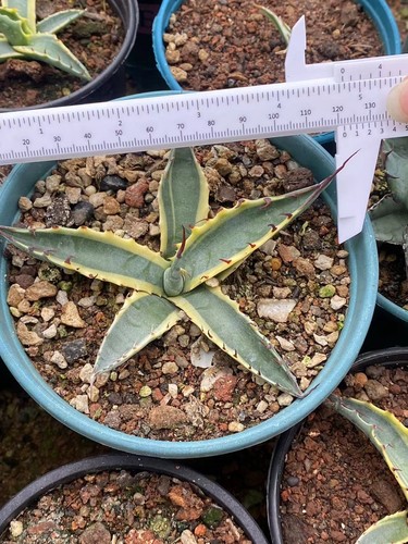 Agave palmeri kutsugen no - 'kutsugen,