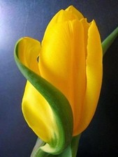 Tulipano Importato Olanda