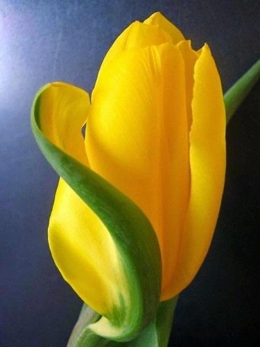 Tulipano importato olanda - tulipano,