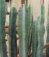 10 semi  di Cereus peruvianus