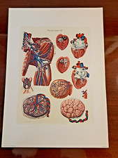 STAMPA ANATOMICA A COLORI - PAOLO MASCAGNI - ANATOMIAE UNIVERSAE - NUOVA #30