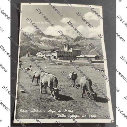 Cartolina alpe motta - alpe,