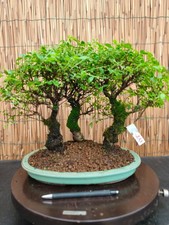 Bonsai di Olmo Parvifolia h