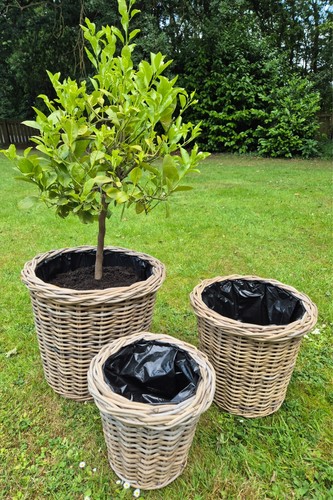 Fioriere rattan con - in,