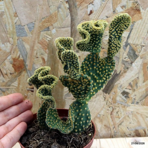 Opuntia microdasys ondulata