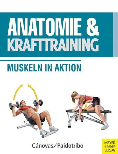 Anatomie krafttraining - &,