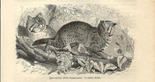Stampa antica GATTO LEOPARDO Prionailurus bengalensis Cat 1891 Old antique print