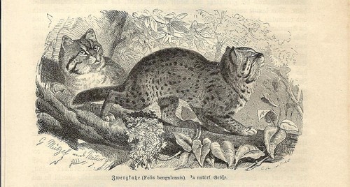 Stampa antica gatto leopardo - stampa,