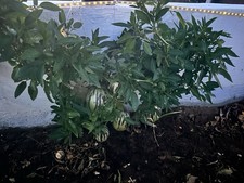 12x 4inch pepino - 12x,