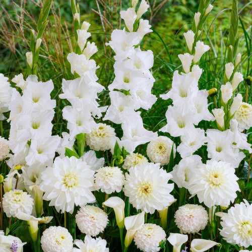 Mix bulbi fiore - da,