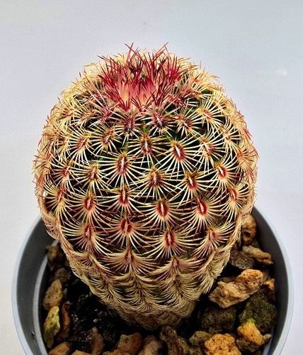 Echinocereus rigidissimus - echinocereus,