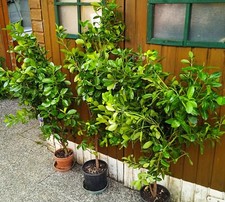 Lauroceraso olandese GRANDI x