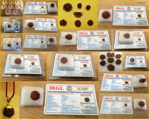 Nepalese rudraksha - nepalese,