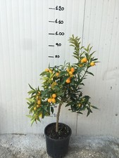 Pianta di Mandarino cinese