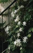 PIANTA GELSOMINO DELLE INDIE