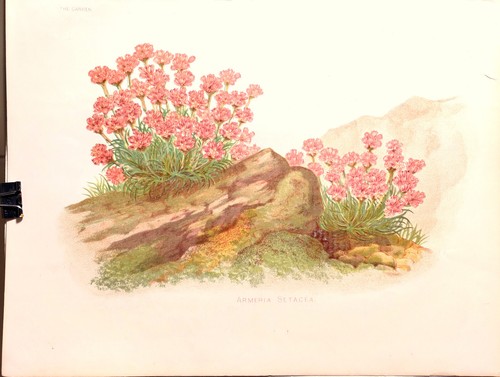 Coppia stampe antiche