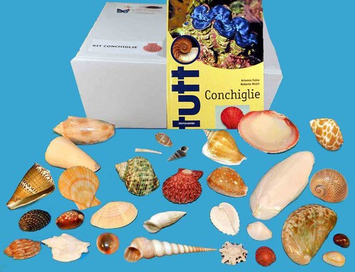 Kit conchiglie libro - conchiglie, +