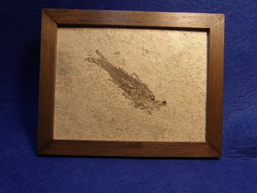 Pesce fossile smerdis minutus - fossile,