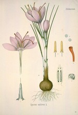 "Crocus sativus