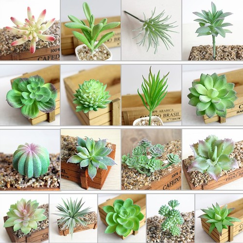 Piante succulente artificiali - piante,