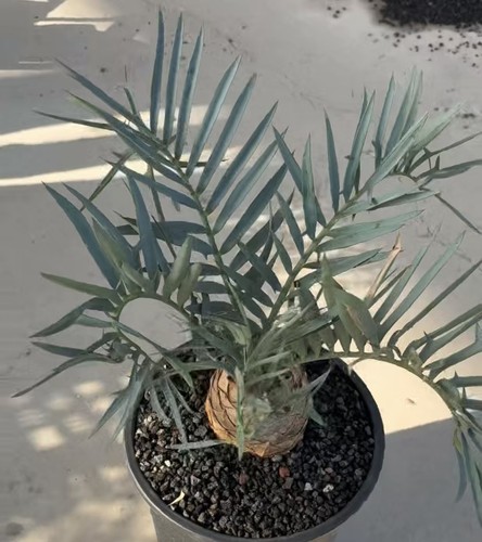 Encephalartos trispinosus - , 15