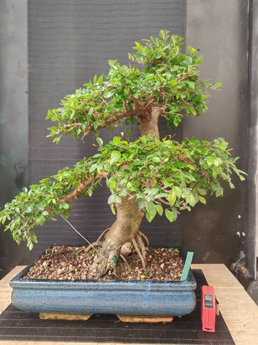 Bonsai olmo cinese - ,