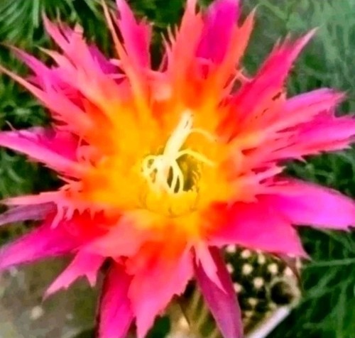 Tricho cereus super windigo - "super, windigo"