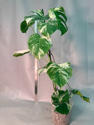 Monstera deliciosa albo - monstera,