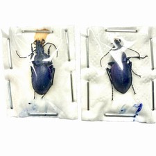 Esemplare di Carabidi