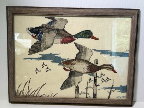 Anatra mallard incorniciata - mallard,