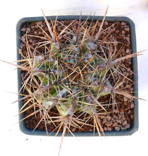 Echinocactus ingens - ,