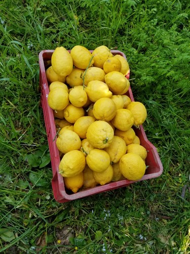 10kg limoni bio - limoni,