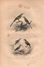 Stampa antica UCCELLI PASSERIFORMI NETTARINA COLIBRI' Buffon 1853 Antique print