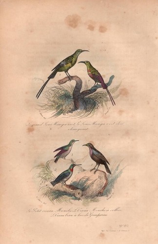 Stampa antica uccelli - stampa,