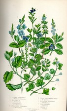 Stampa Botanica Antica 1899