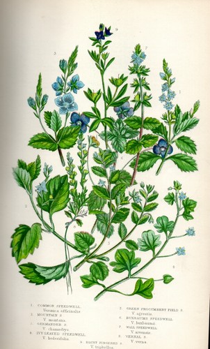 Stampa botanica antica 1899 - stampa,