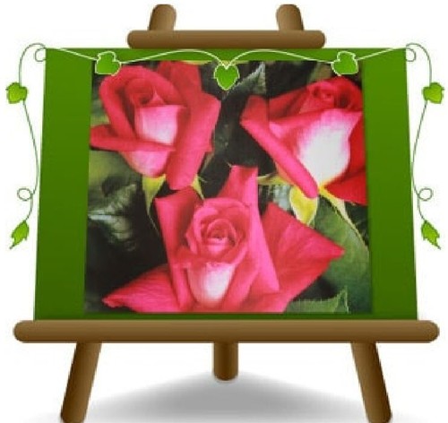Rose nobili grandi fiori - grandi,