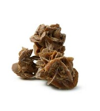 Rosa del deserto 9-10 cm